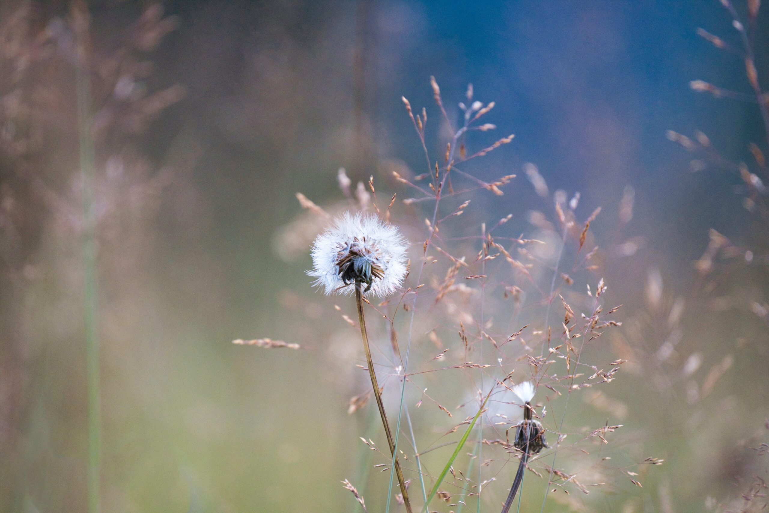 Women's Reproductive and Mental Health